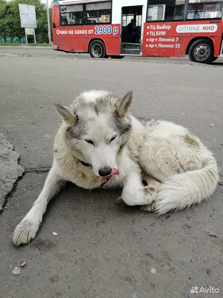 Найдена собака купить на Зозу.ру - фотография № 2