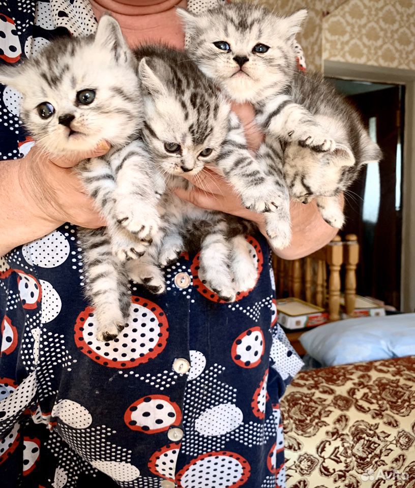 Котята британцы (1 месяц) приучены купить на Зозу.ру - фотография № 1