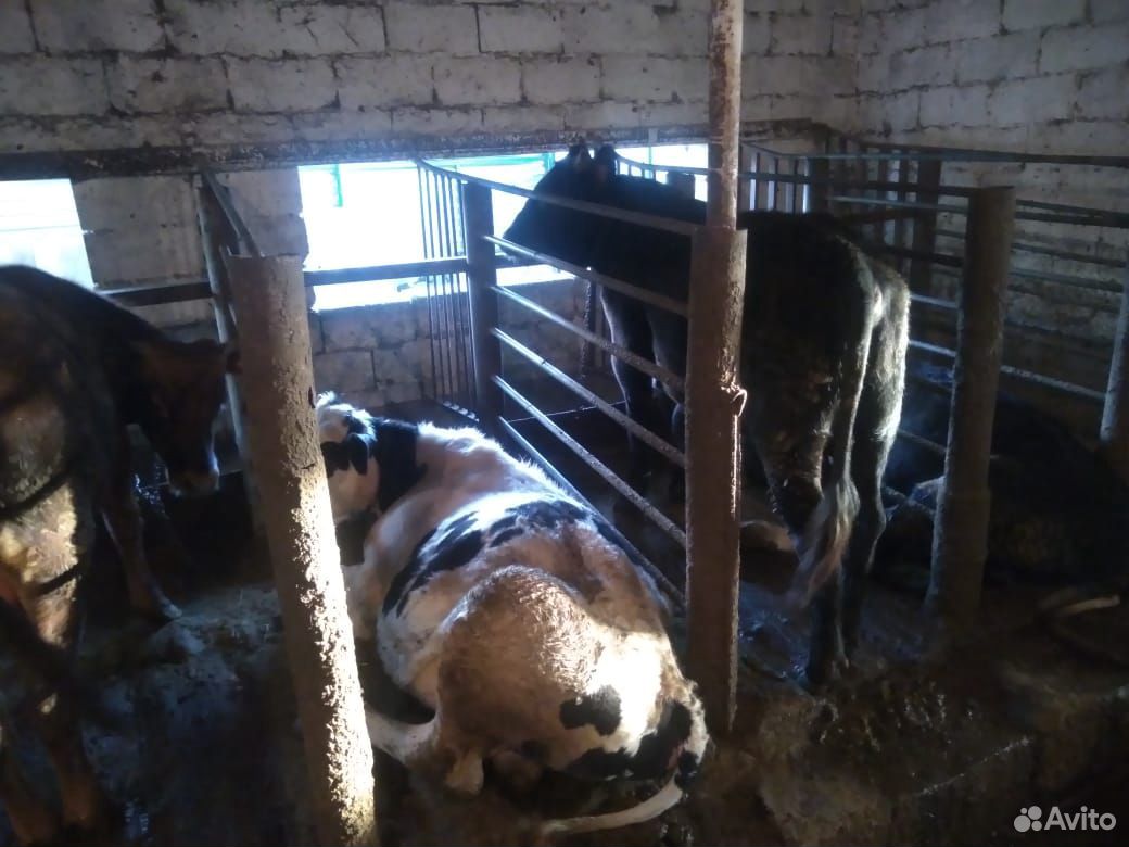 Коровы дойные быки тёлки телята цена договорная. н купить на Зозу.ру - фотография № 9