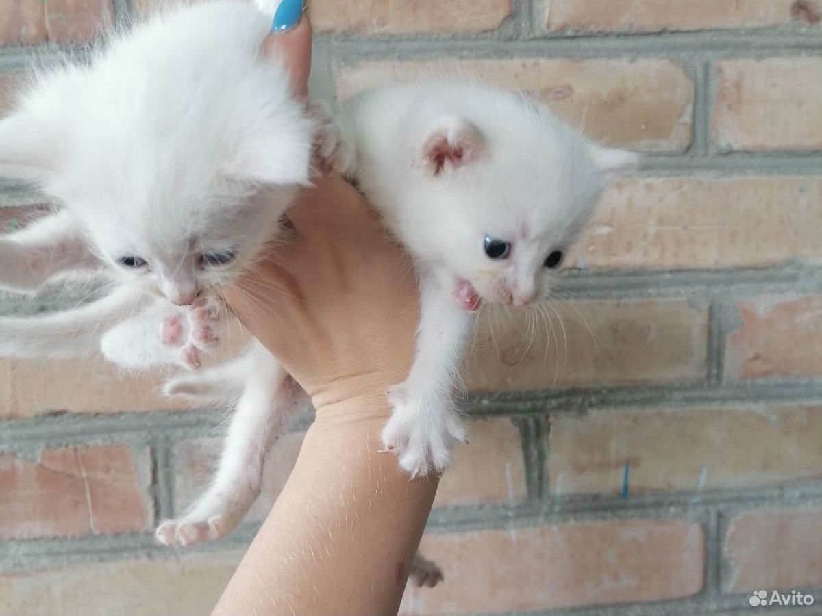 Котята белые купить на Зозу.ру - фотография № 5