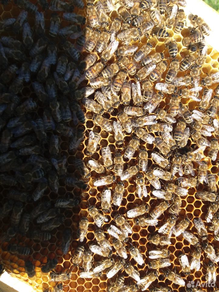 Пчелы отводки матки купить на Зозу.ру - фотография № 2