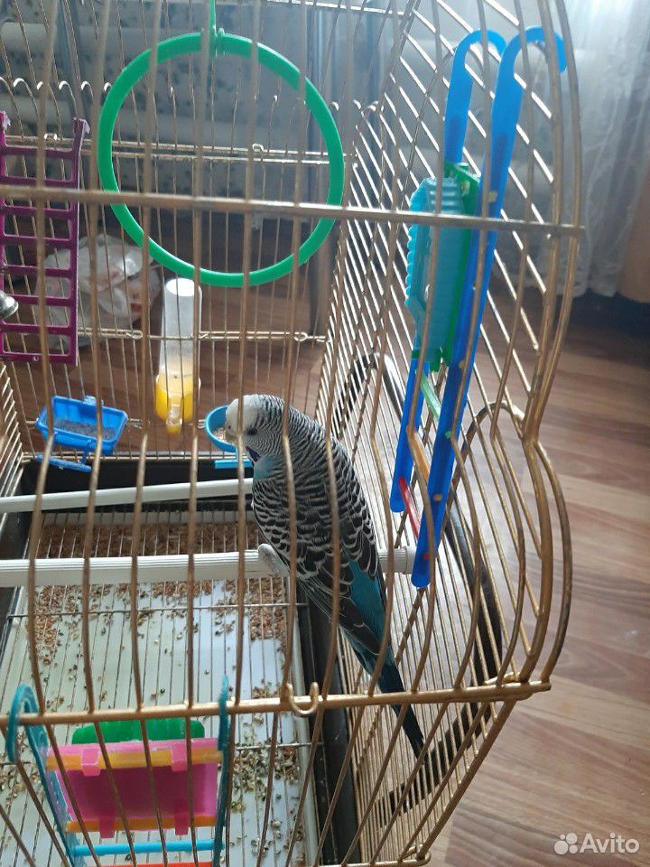 Продаю волнистого попугая самачку купить на Зозу.ру - фотография № 1
