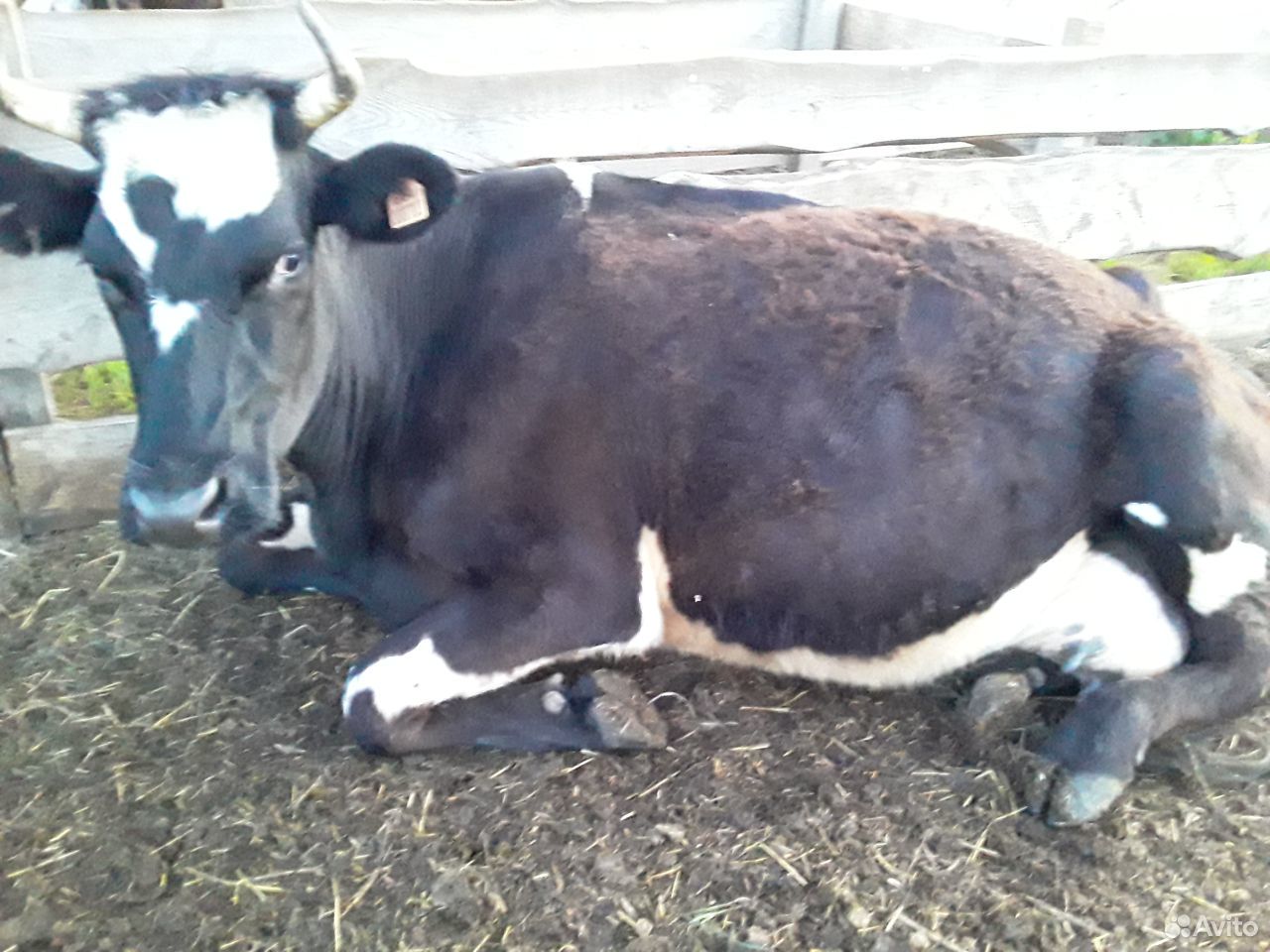Продам корову с теленком(бычок, на подсосе).Есть т купить на Зозу.ру - фотография № 3