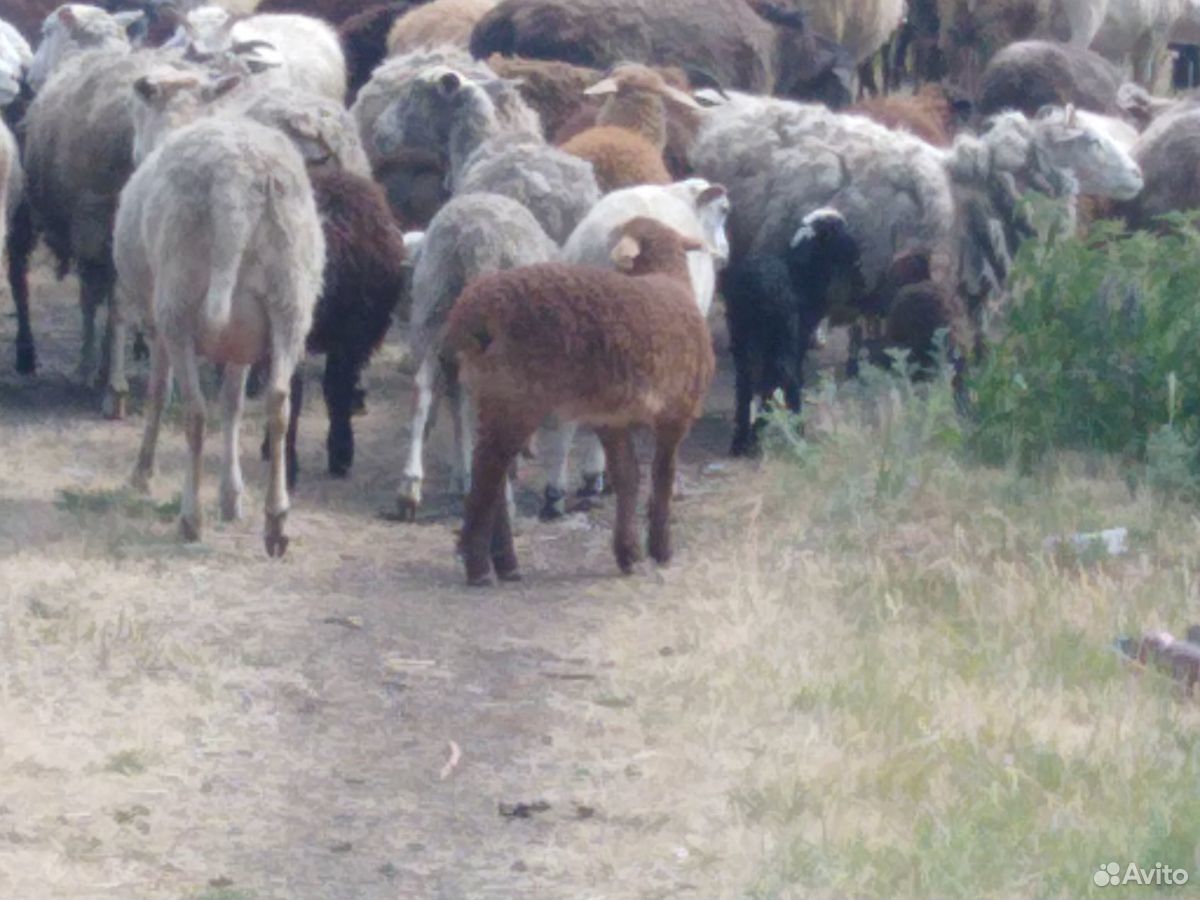 Продам овечек с ягнятами купить на Зозу.ру - фотография № 4
