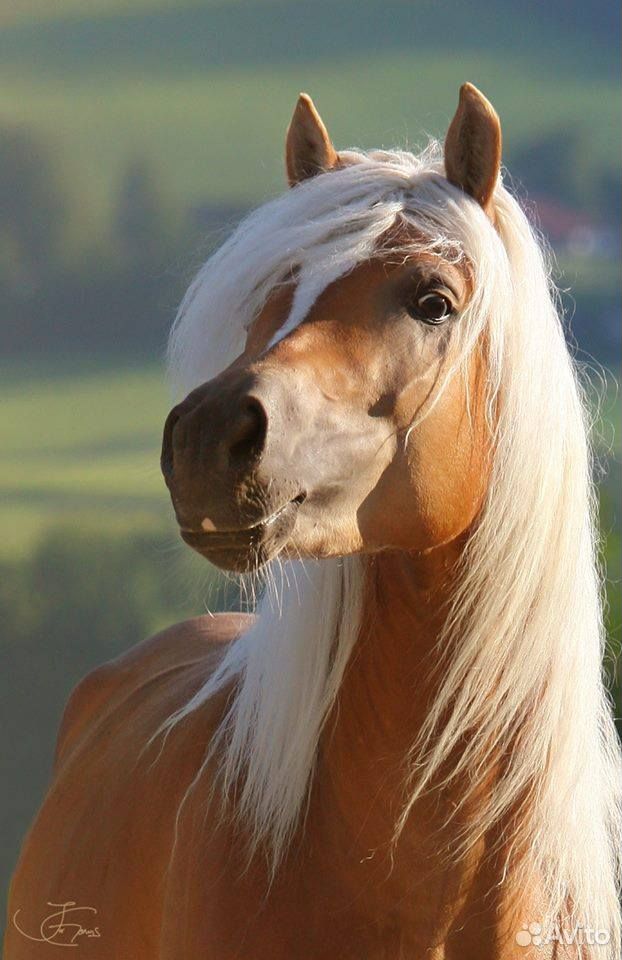 Продам лошадь с жаребенком купить на Зозу.ру - фотография № 1