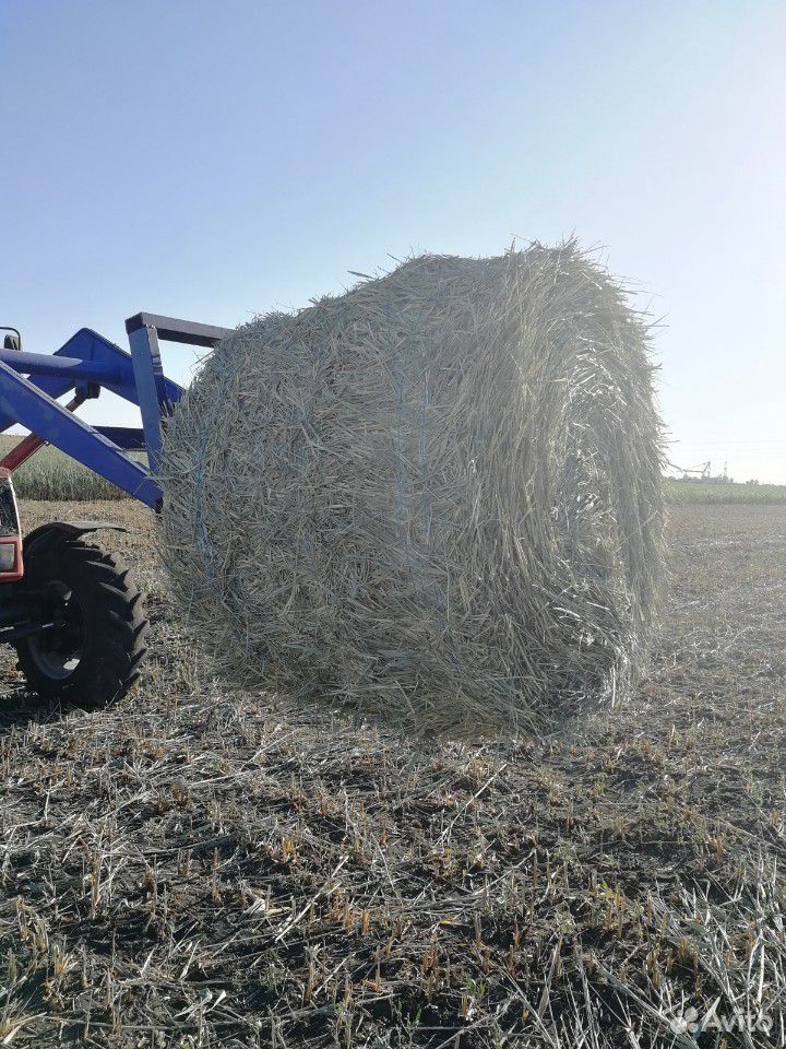 Сено мелкий камыш в рулонах 250 кг. Урожай 2020 г купить на Зозу.ру - фотография № 3