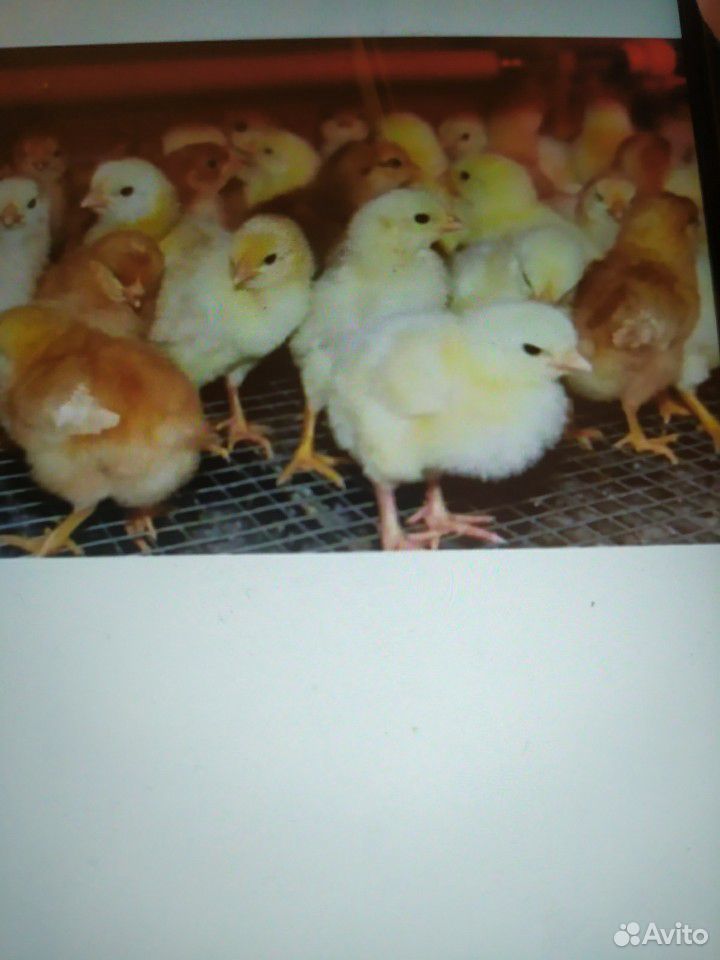 Цыплята Ломан Браун суточные купить на Зозу.ру - фотография № 1