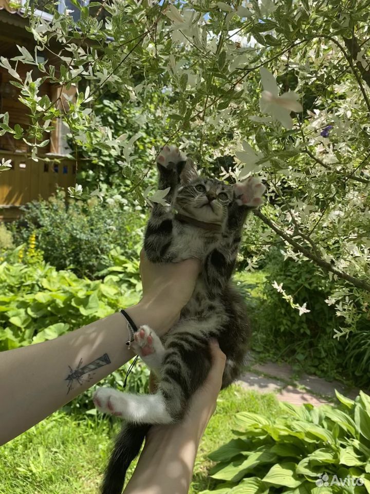 Котенок в добрые руки - Радищево, Поваровка купить на Зозу.ру - фотография № 5