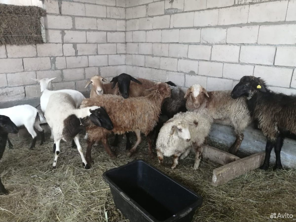 Овцы и козы купить на Зозу.ру - фотография № 1