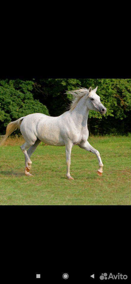 Чистокровная арабская лошадь. с красным паспортом купить на Зозу.ру - фотография № 4