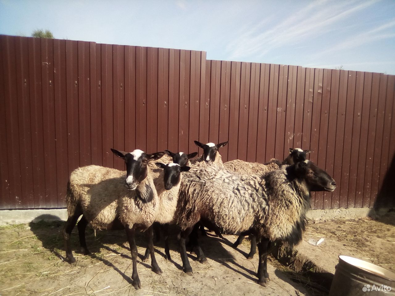 Овцы, баран романовской породы купить на Зозу.ру - фотография № 3