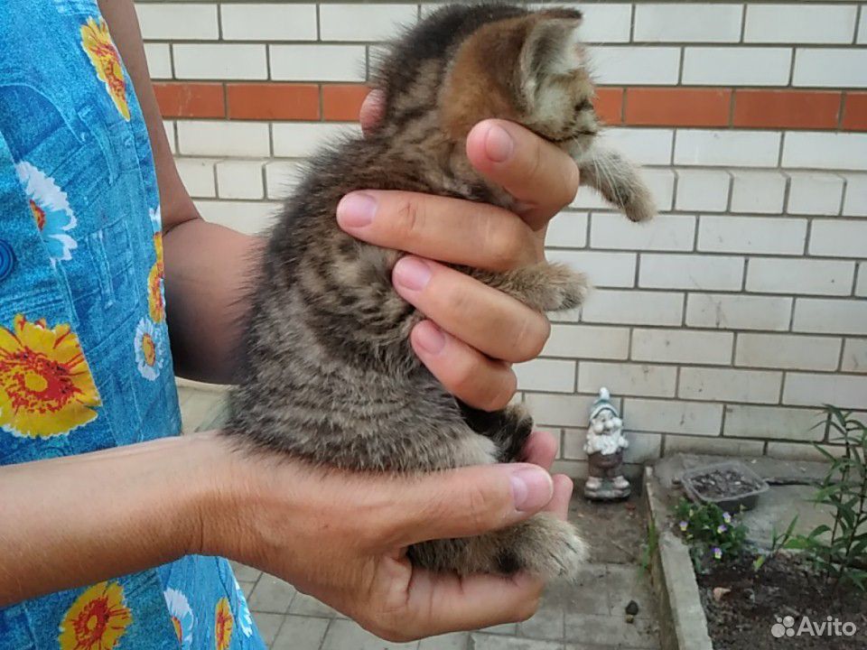 Отдам котят в добрые руки купить на Зозу.ру - фотография № 3
