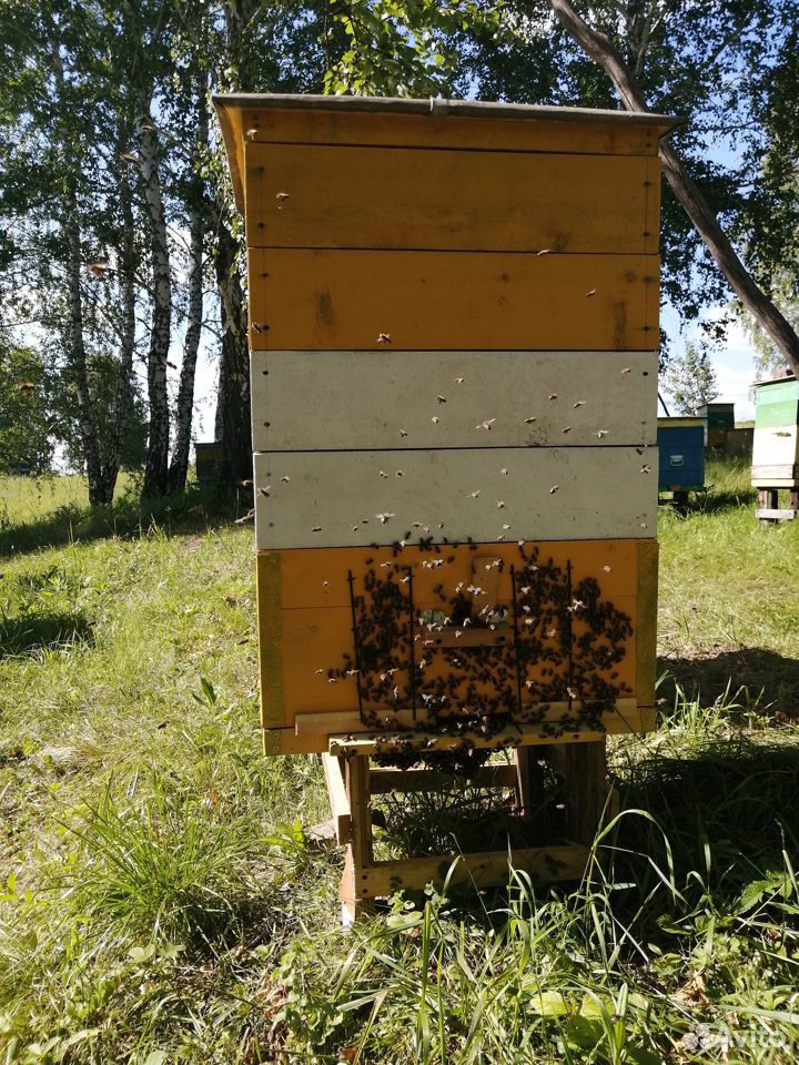 Карпатские чистопородные пчелосемьи купить на Зозу.ру - фотография № 6