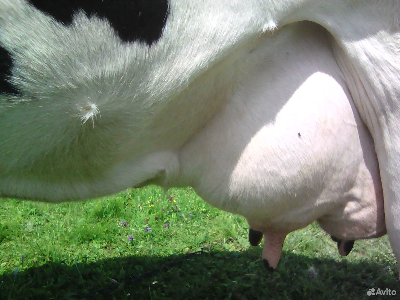 Домашняя молочная корова купить на Зозу.ру - фотография № 1