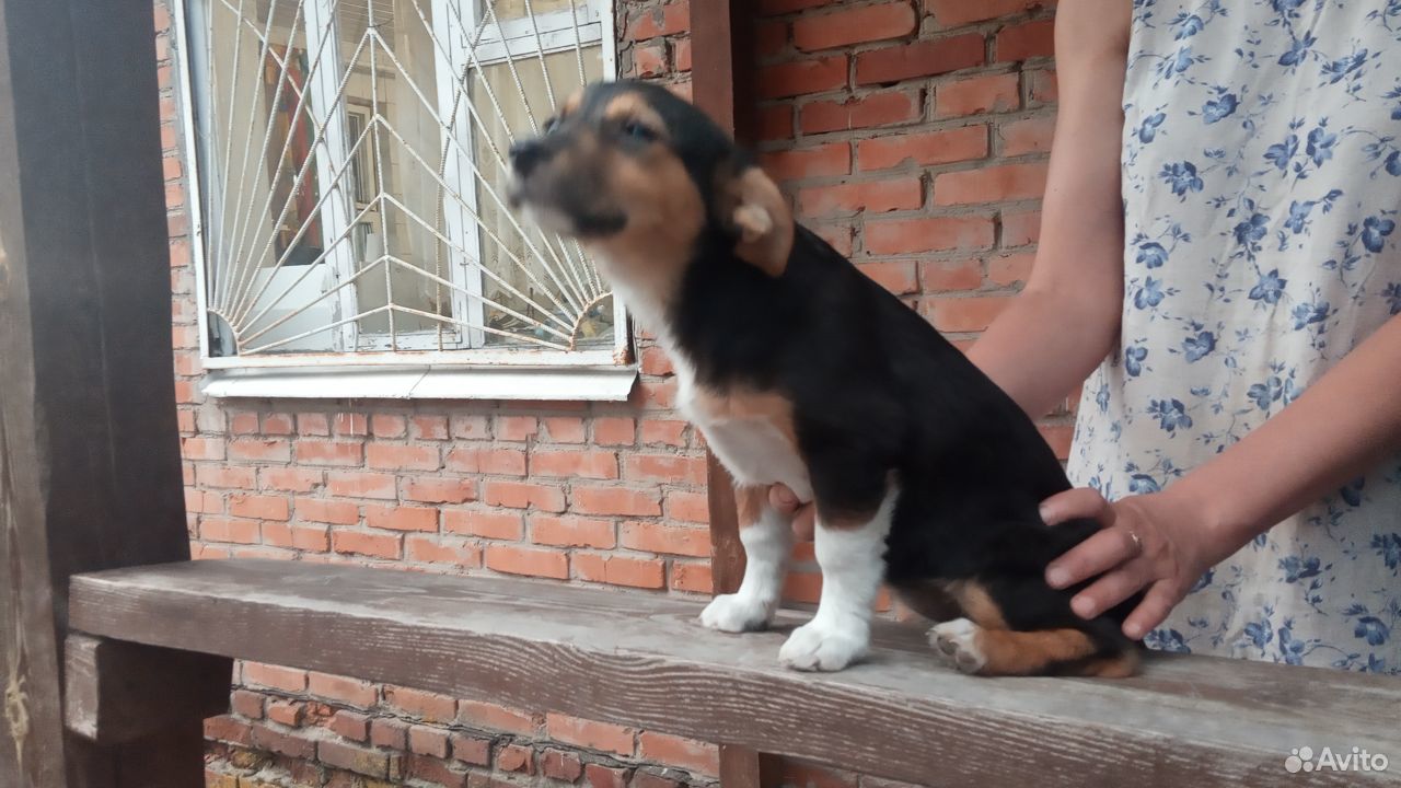 Дворняжка щенок купить на Зозу.ру - фотография № 3