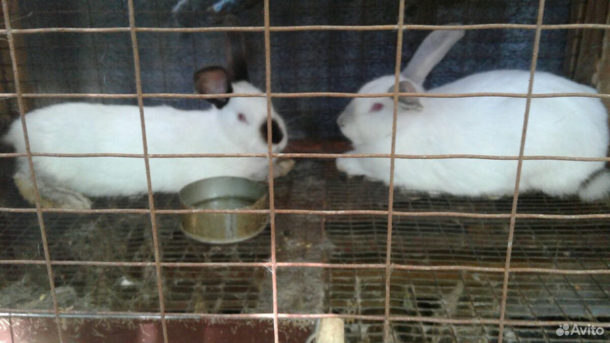 Кролики самцы на племя 6,5 месяцев купить на Зозу.ру - фотография № 4