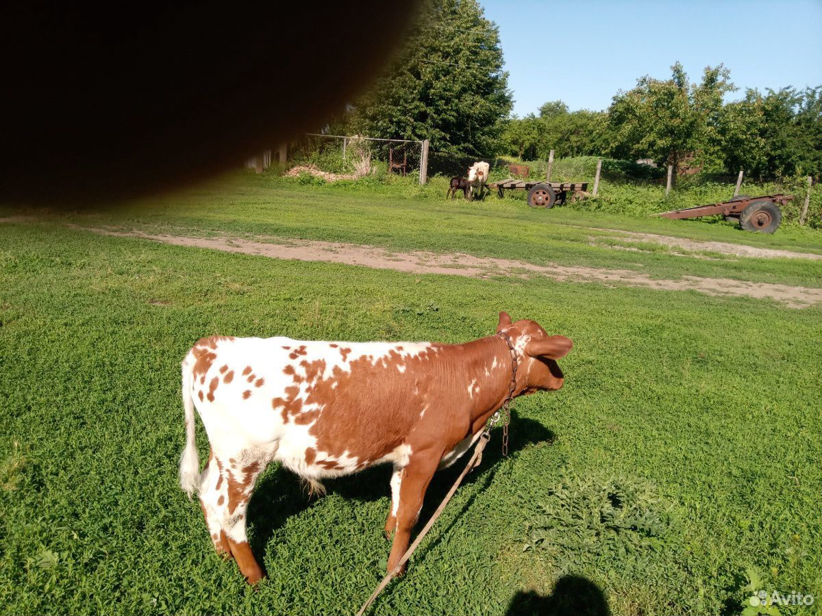 Корова с теленком и бычек купить на Зозу.ру - фотография № 3