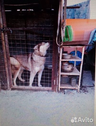 Собака (маламут) купить на Зозу.ру - фотография № 3