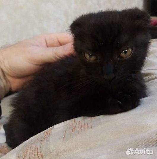 Котенок, вислоухий британец, черный окрас купить на Зозу.ру - фотография № 1
