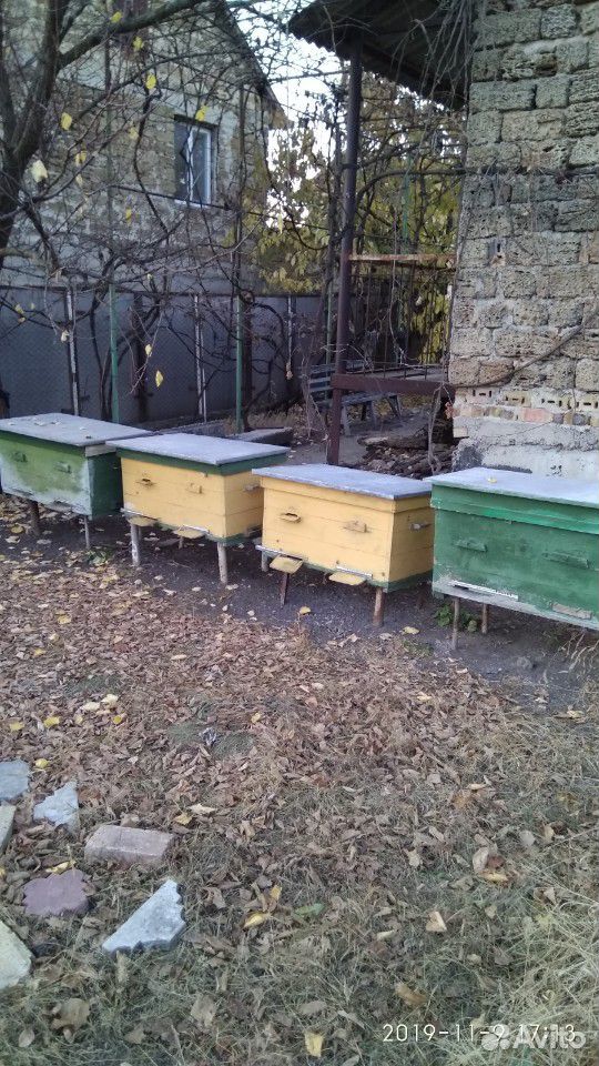 Продам пчёл с ульями купить на Зозу.ру - фотография № 1