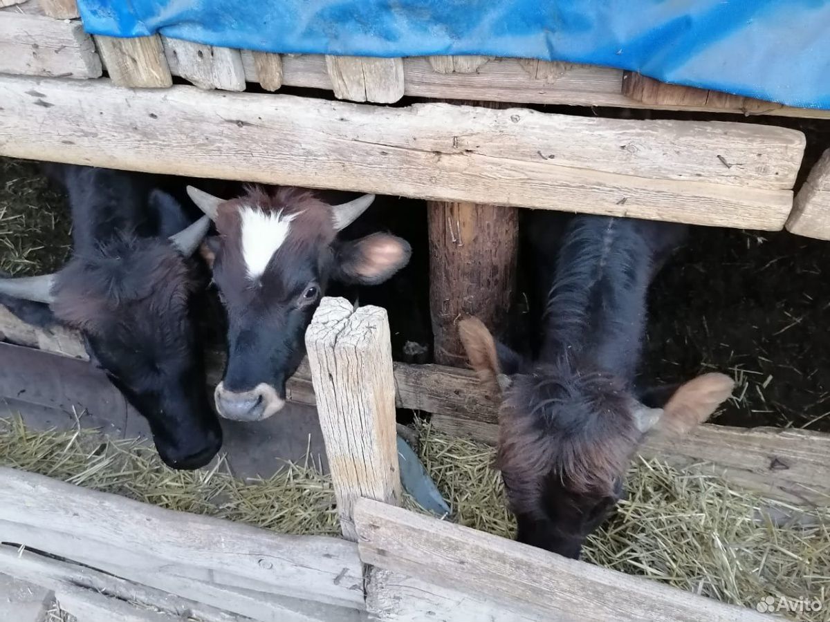 Три бычка годовалых и две коровы купить на Зозу.ру - фотография № 1