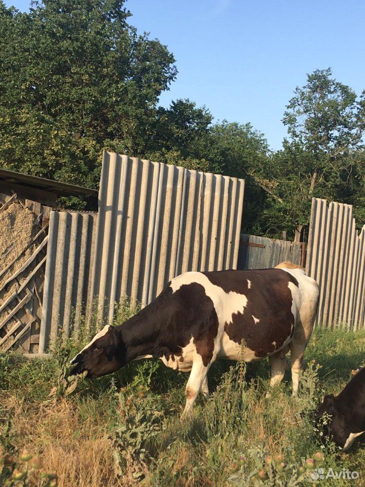 Продаются коровы купить на Зозу.ру - фотография № 8