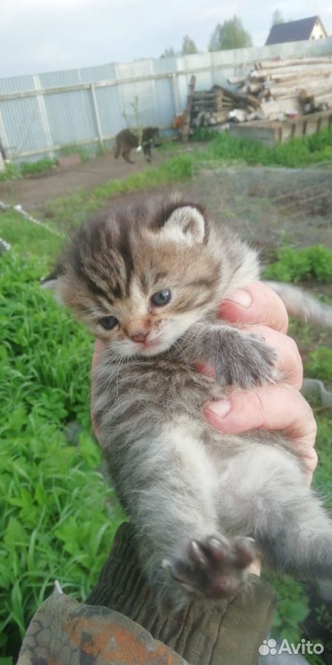 Котёнок в добрые руки купить на Зозу.ру - фотография № 1