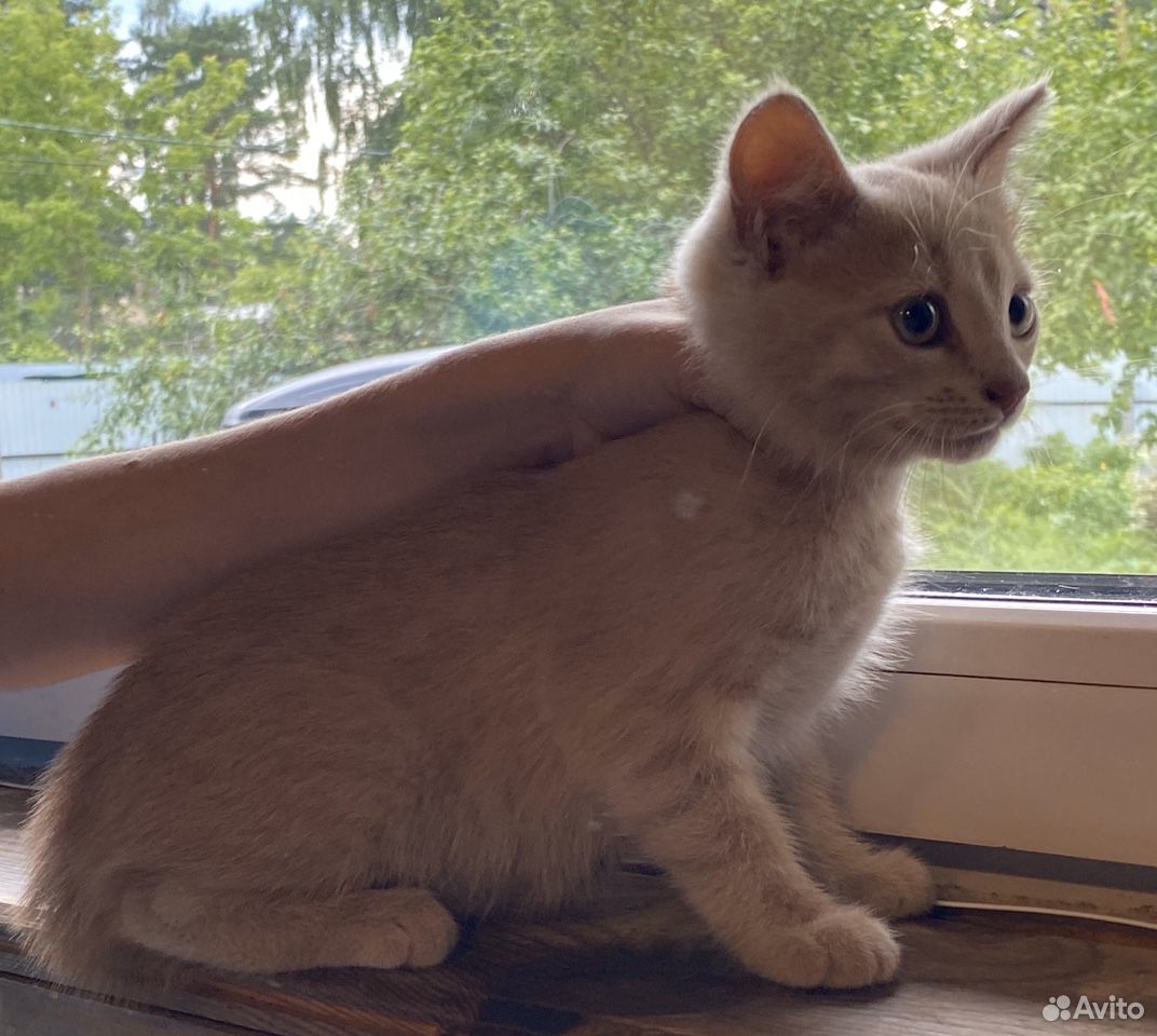 Персиковый котенок купить на Зозу.ру - фотография № 1