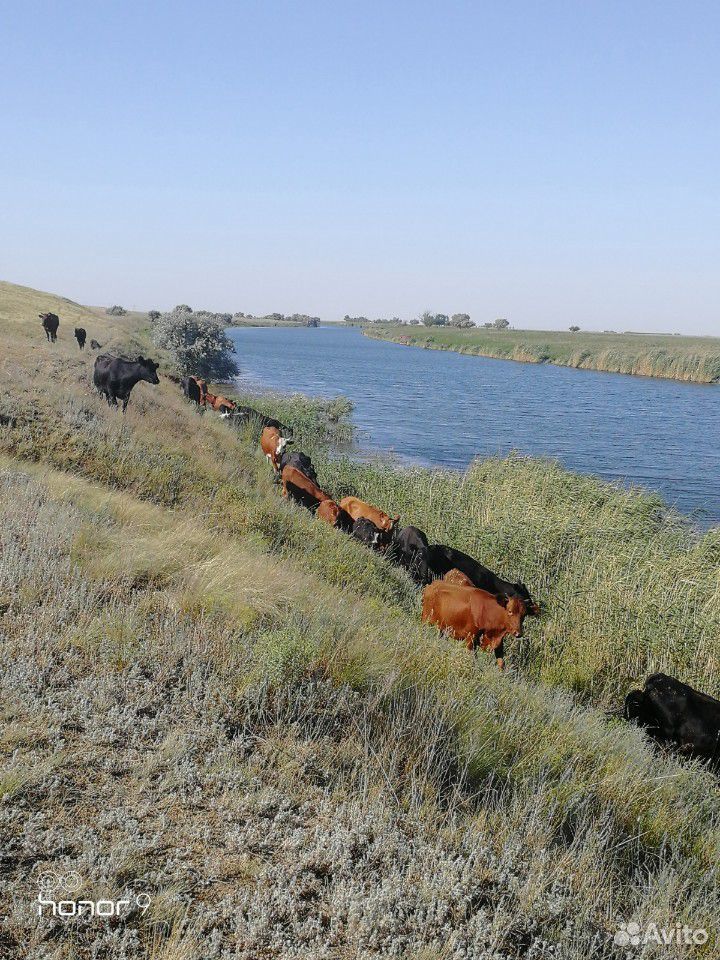 Коровы тёлки купить на Зозу.ру - фотография № 2
