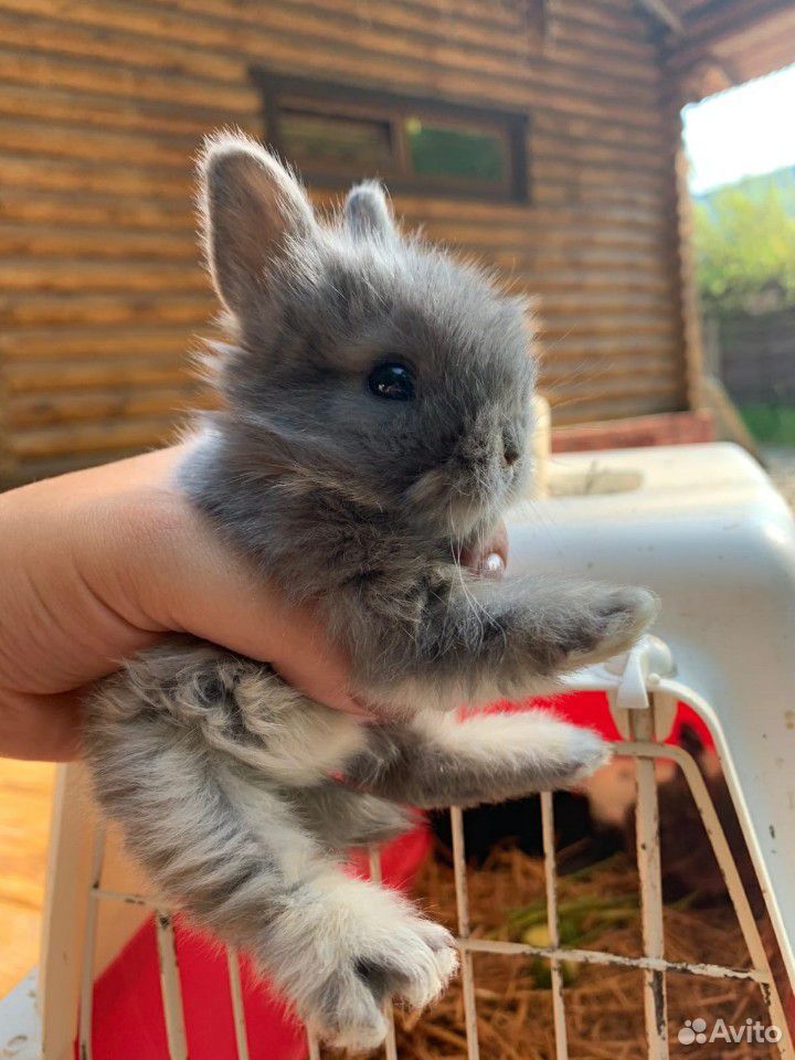 Продам крольчат купить на Зозу.ру - фотография № 2