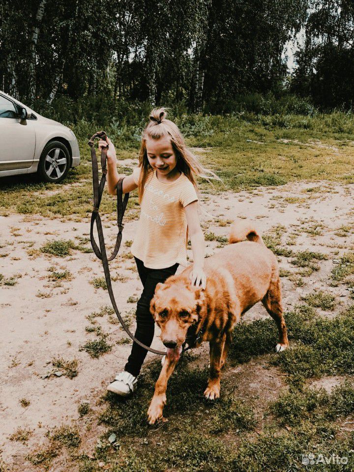 Трогательный пес Рыж из приюта ищет семью купить на Зозу.ру - фотография № 3
