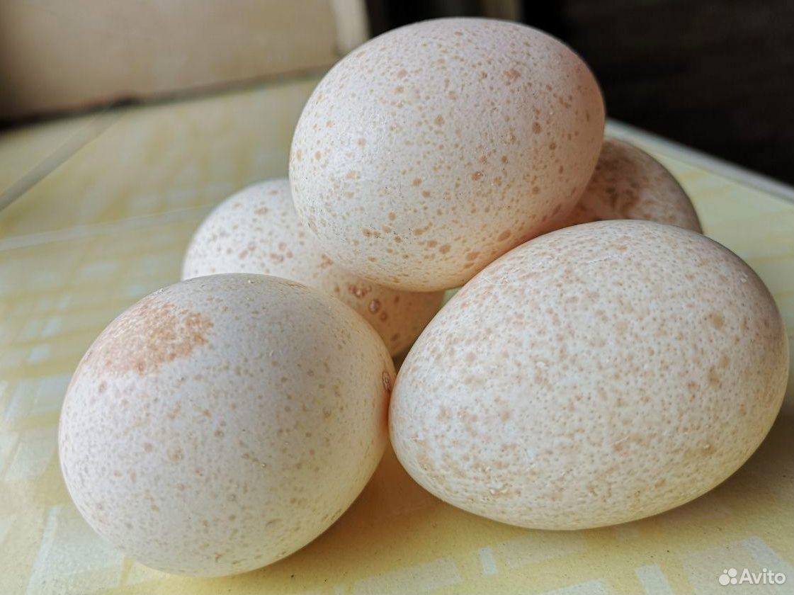 Индюшиное инкубационное яйцо купить на Зозу.ру - фотография № 2