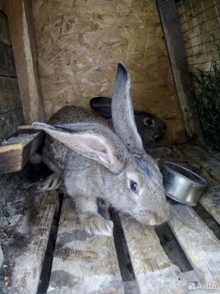 Крупные кролики купить на Зозу.ру - фотография № 1