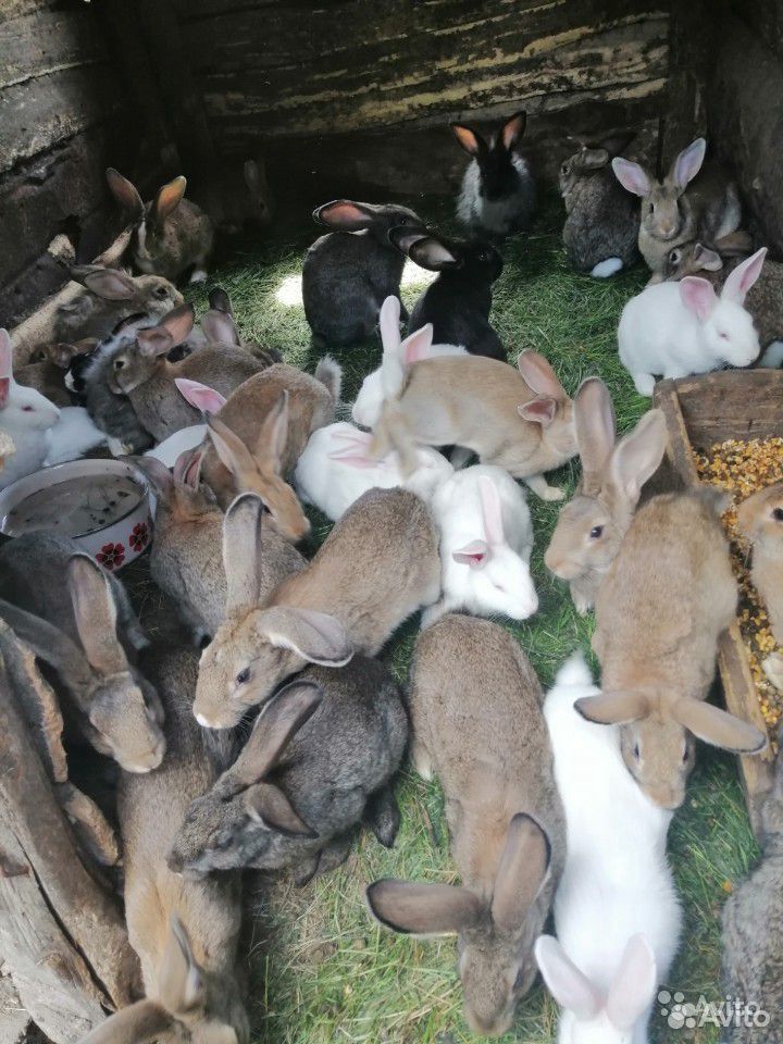 Кролы, крольчихи и крольчата купить на Зозу.ру - фотография № 1