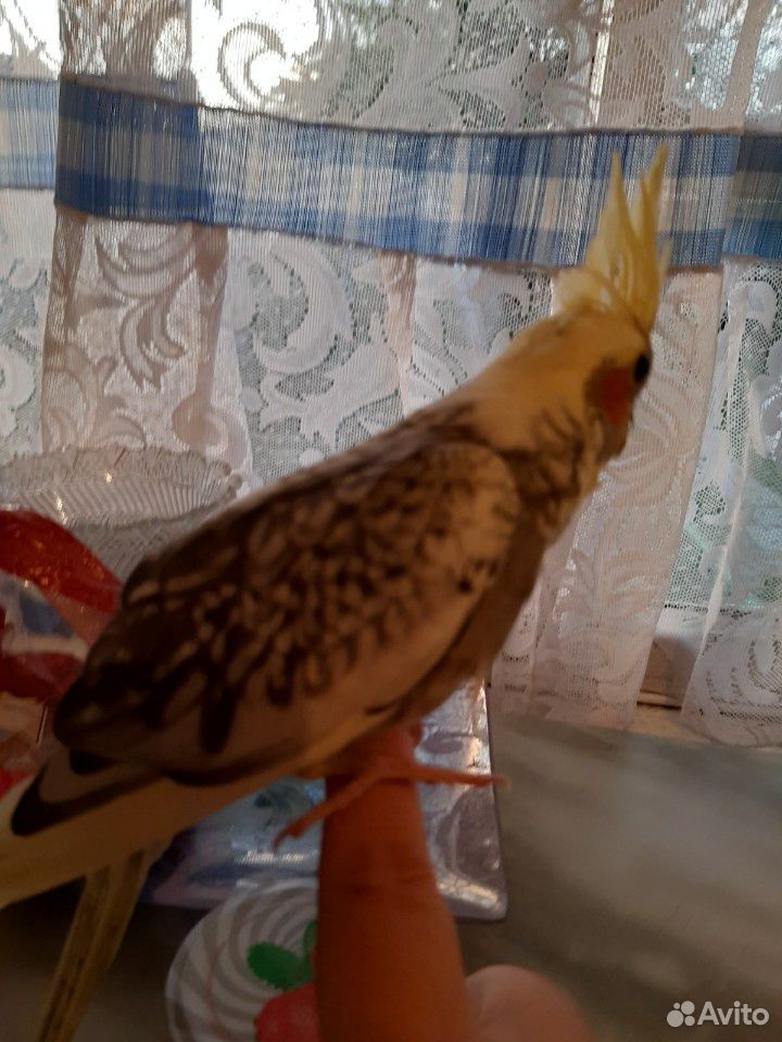 Птенцы попугая корелла бронь до 7 июля купить на Зозу.ру - фотография № 3