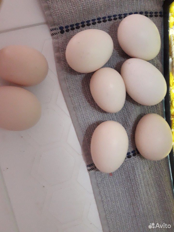 Инкубационное яйцо китайских курочек купить на Зозу.ру - фотография № 2