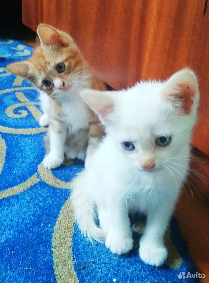 Котята тайской кошки купить на Зозу.ру - фотография № 3