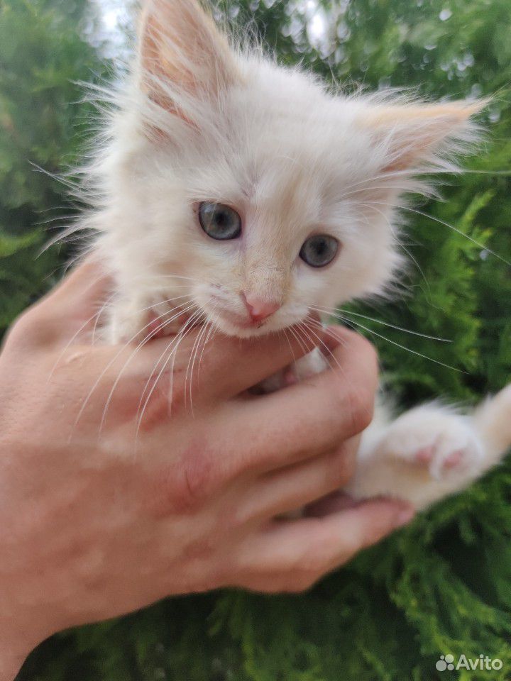 Котенок белый с голубыми глазами купить на Зозу.ру - фотография № 7