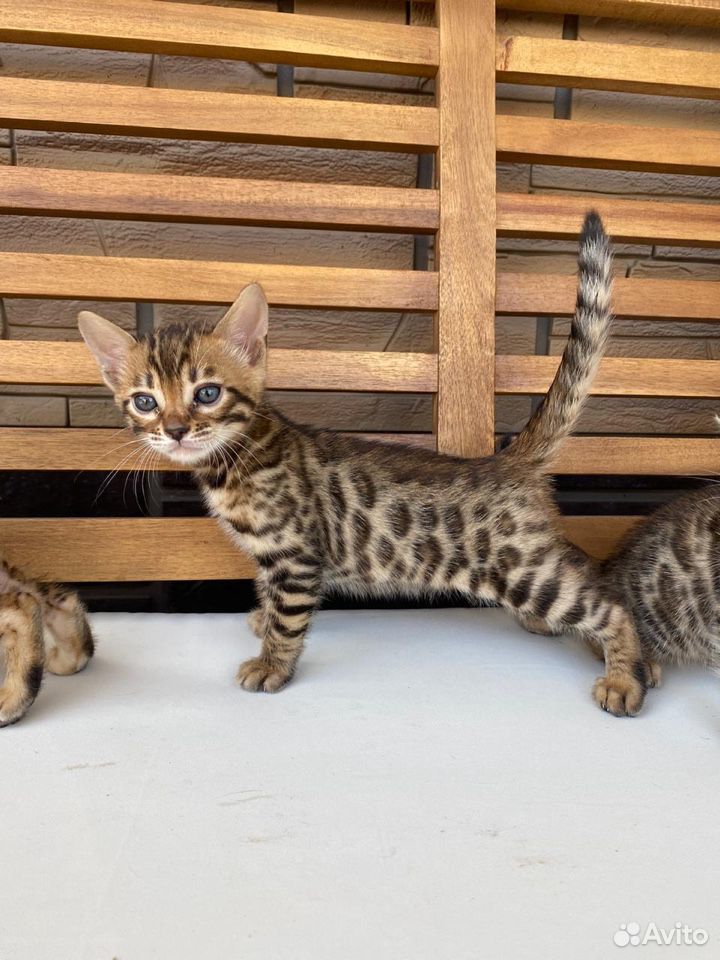 Бенгальские котята леопардики купить на Зозу.ру - фотография № 1