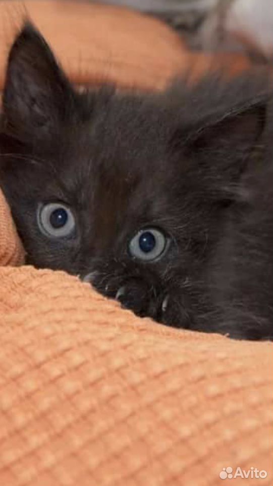Чёрные котята купить на Зозу.ру - фотография № 3