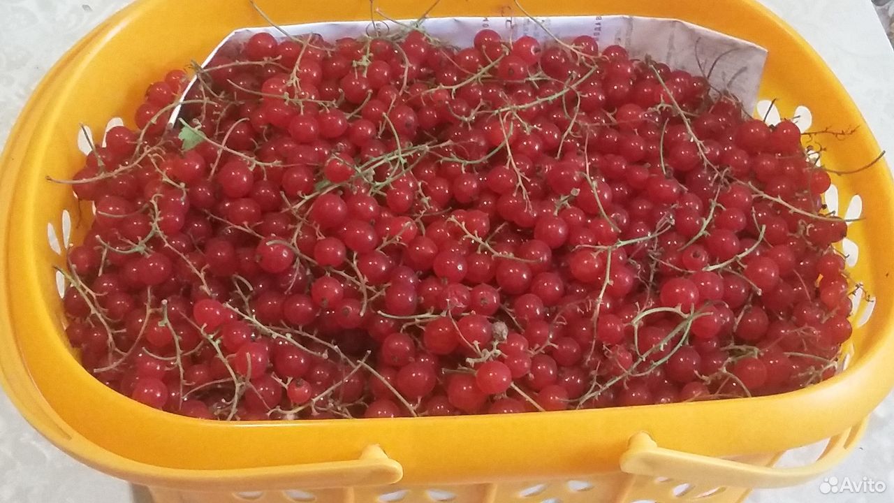 Красная смородина ягоды купить на Зозу.ру - фотография № 1