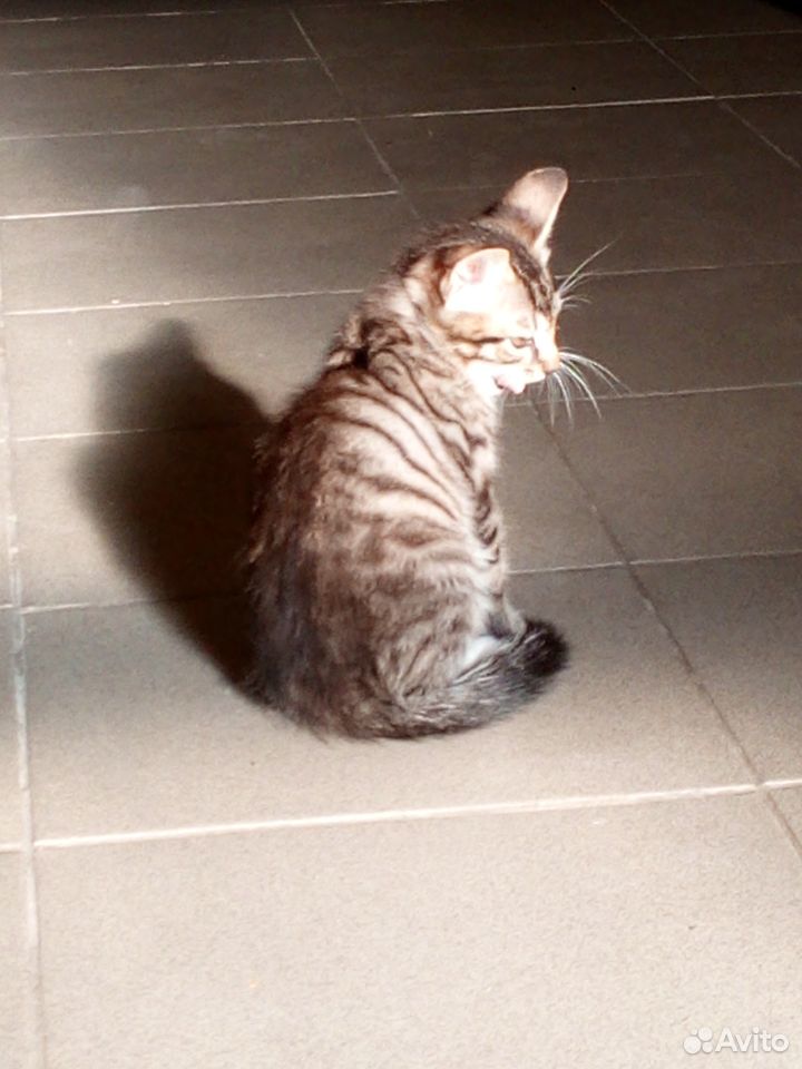 Котёнок Феникс ищет котородителей купить на Зозу.ру - фотография № 2