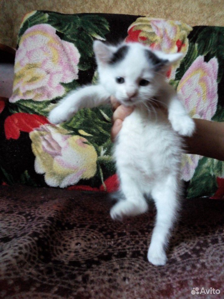 Симпатичный Котик в добрые руки купить на Зозу.ру - фотография № 2