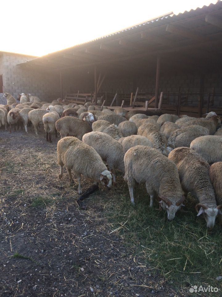 Овцы купить на Зозу.ру - фотография № 5