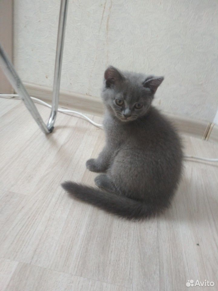 Британские котята купить на Зозу.ру - фотография № 1