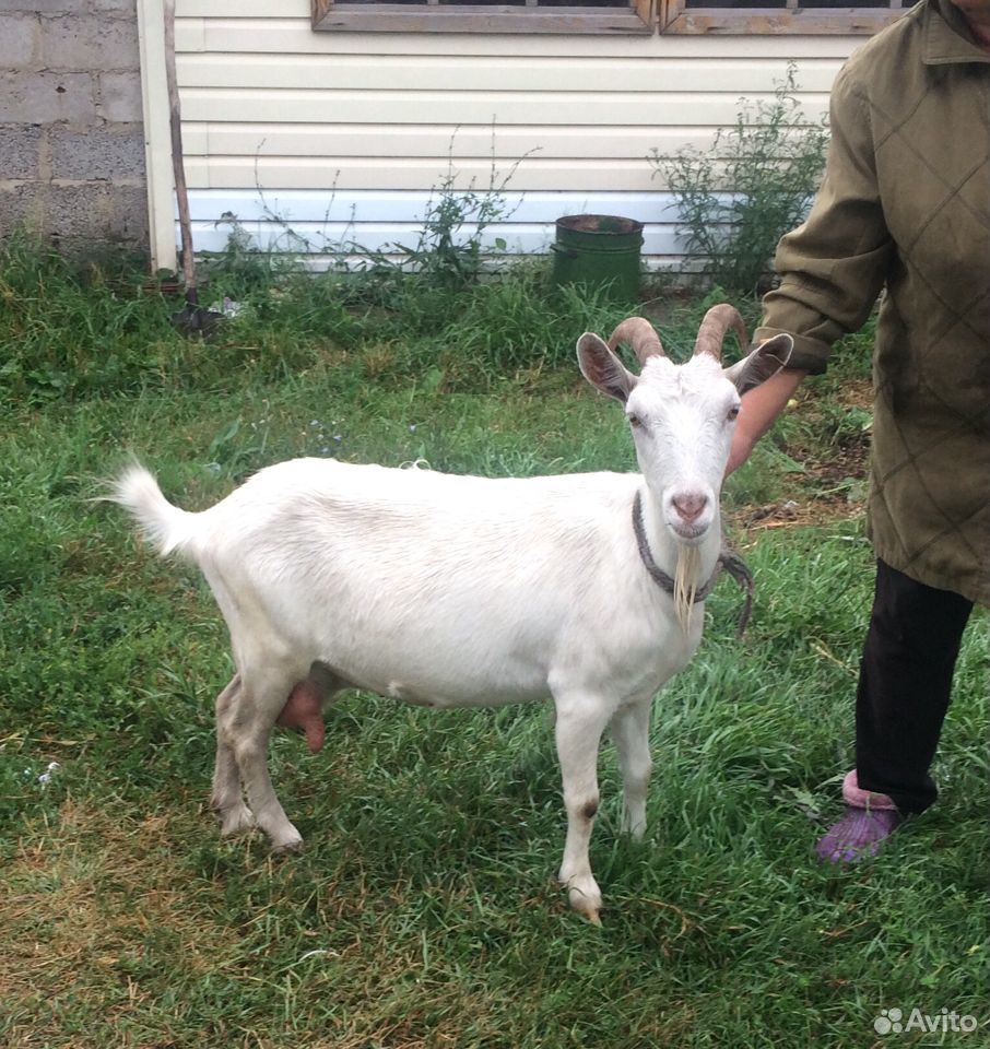 Молочная коза, зааненской породы купить на Зозу.ру - фотография № 1