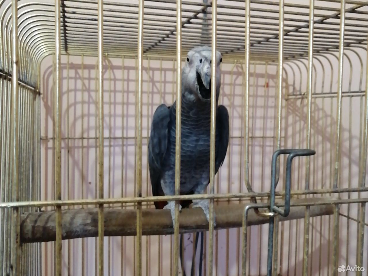 Серый попугай купить на Зозу.ру - фотография № 1
