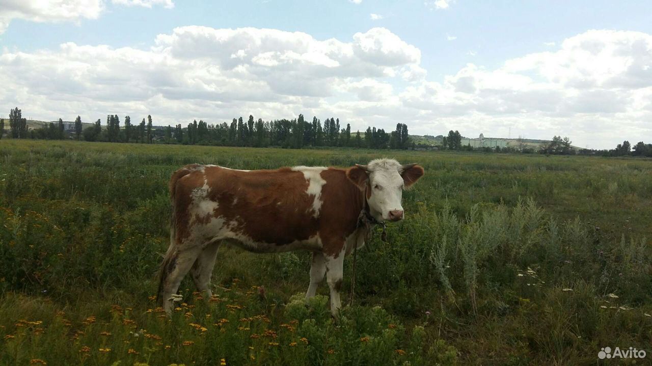 Продаю оптом 5 голов 2 коровы 2 тел и бычек 195000 купить на Зозу.ру - фотография № 5