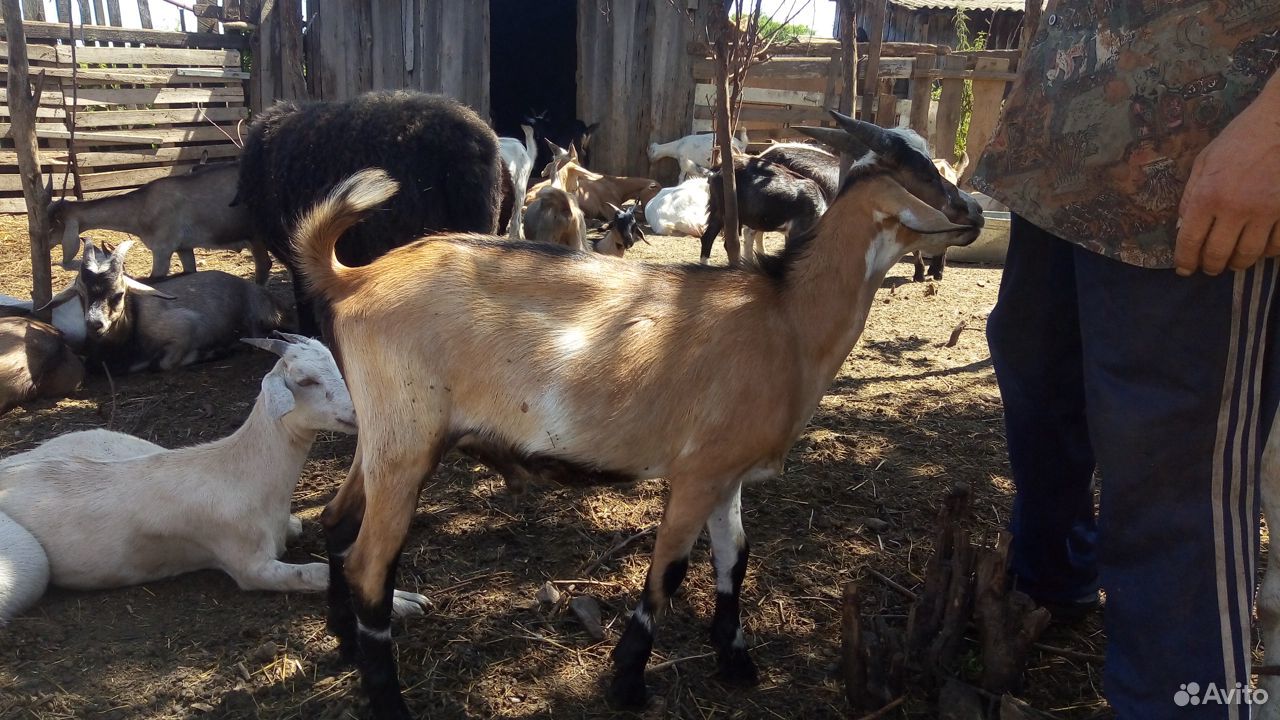 Молочные козы и козлята от молочных коз купить на Зозу.ру - фотография № 6