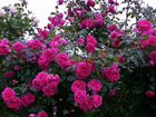 Розы канадки плетистые,парковые и др объявление продам